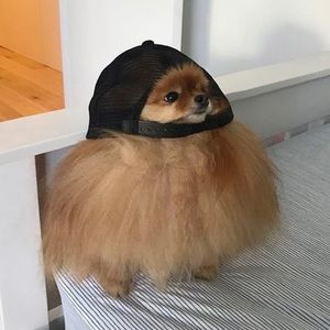 Meet your Posher, Logan